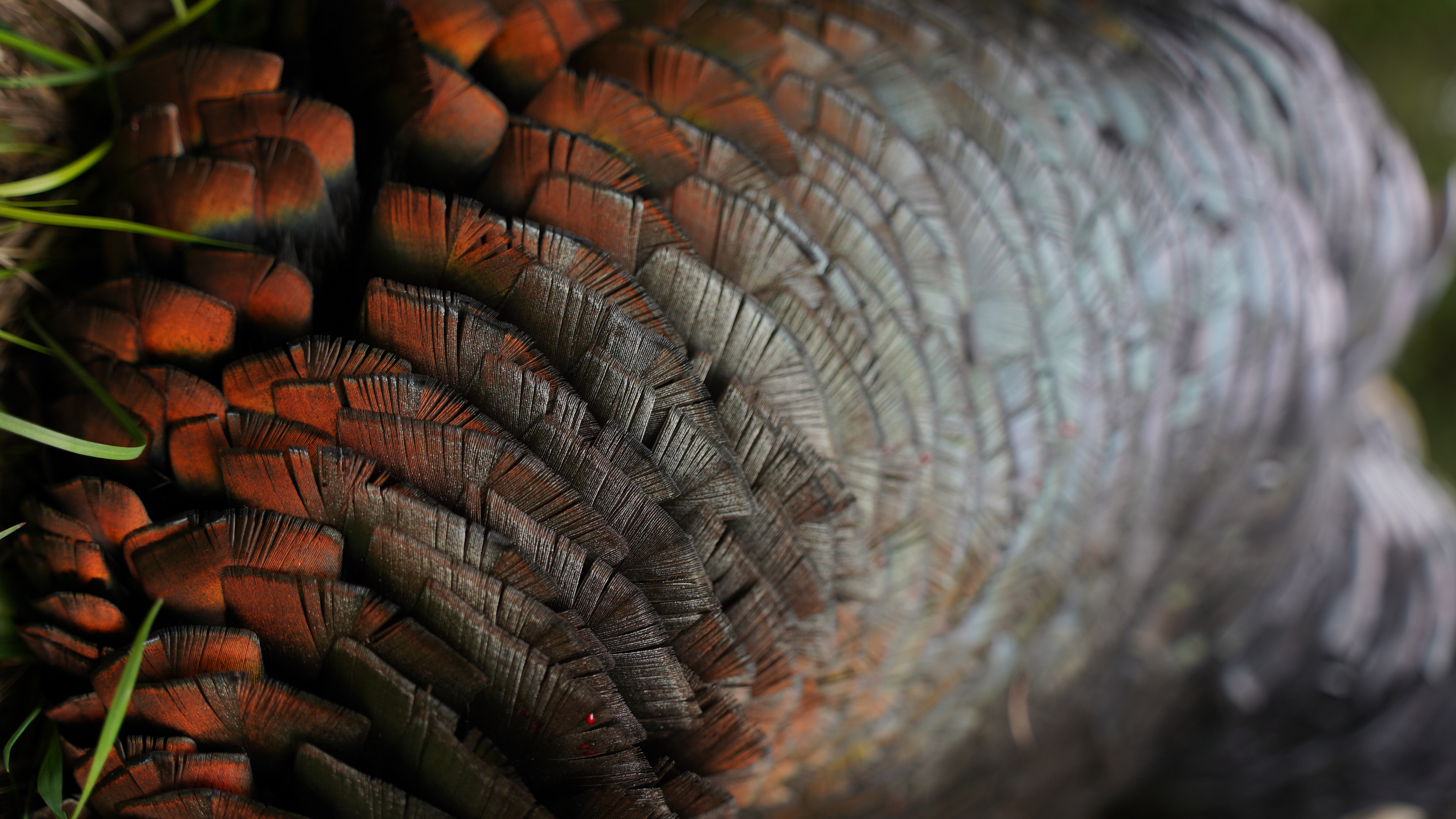 2024 Turkey Season take-aways…